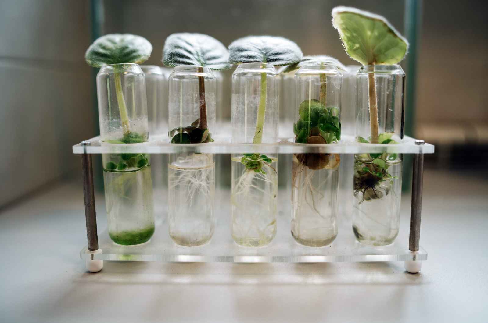 How Does Plant-DiTech Measure Water Flux in the Soil-Plant-Atmosphere Continuum? post thumbnail image